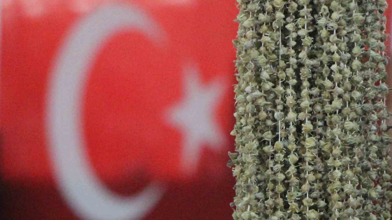 Amasyalı bamyacılar Uganda bamyasını ombdusmana şikayet etti