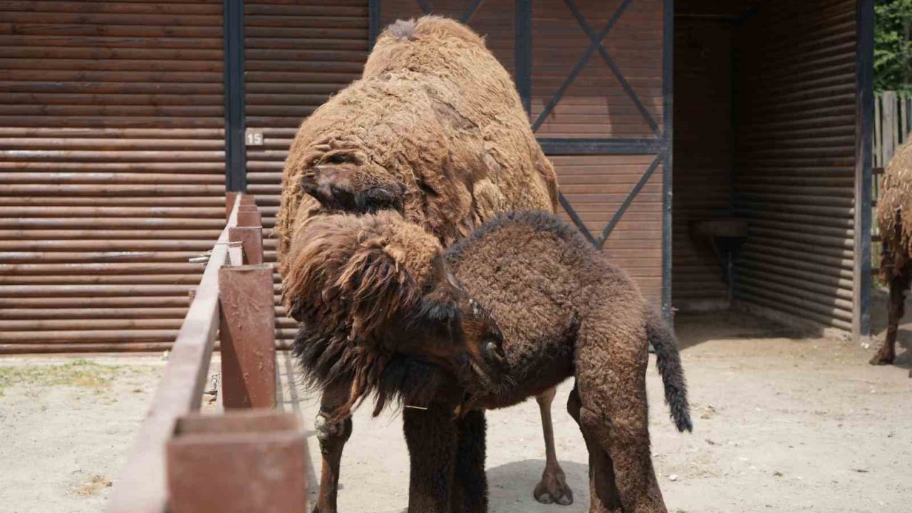 Avrupa’nın en büyük doğal yaşam parkında yavru deve heyecanı