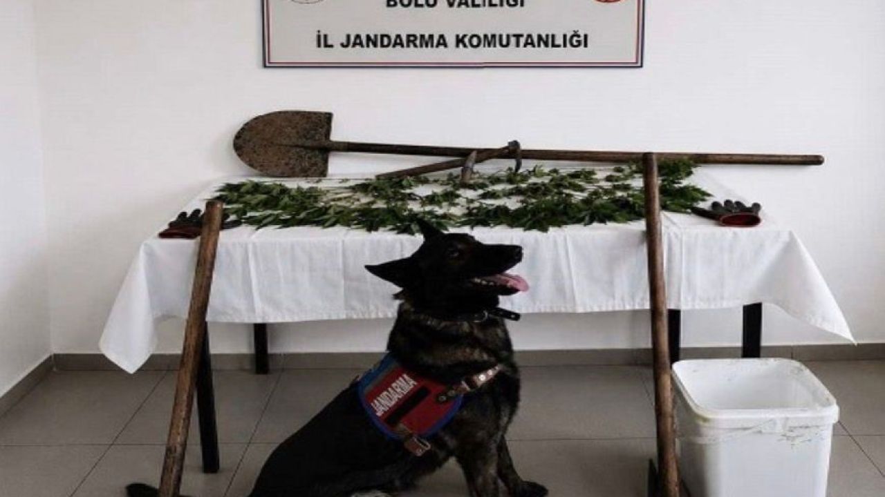 Bolu’da kenevir bahçesi oluşturan şüpheli tutuklandı