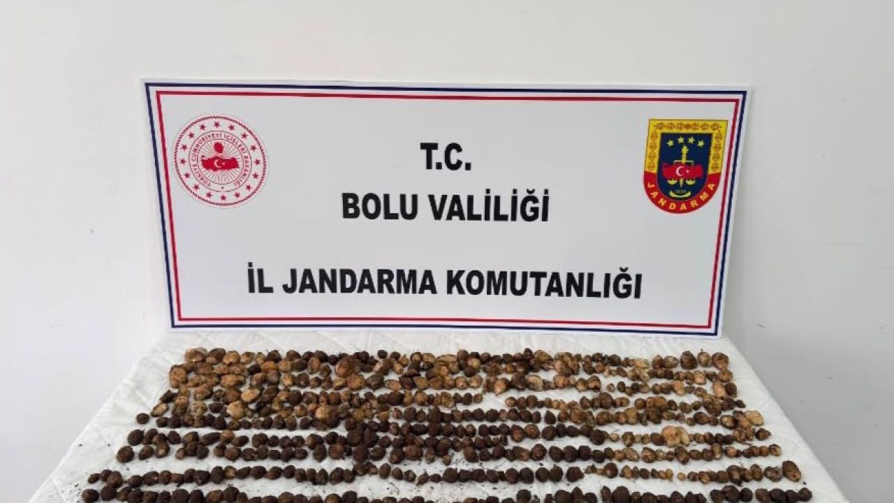 Bolu’da yabani salep toplayan 3 kişiye rekor ceza: 2 milyon 97 bin TL