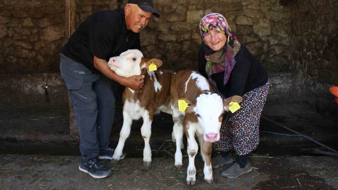 Buzağılarına hayranı oldukları şarkıcının ismini verdiler: ‘Yıldız’ ve ‘Tilbe’