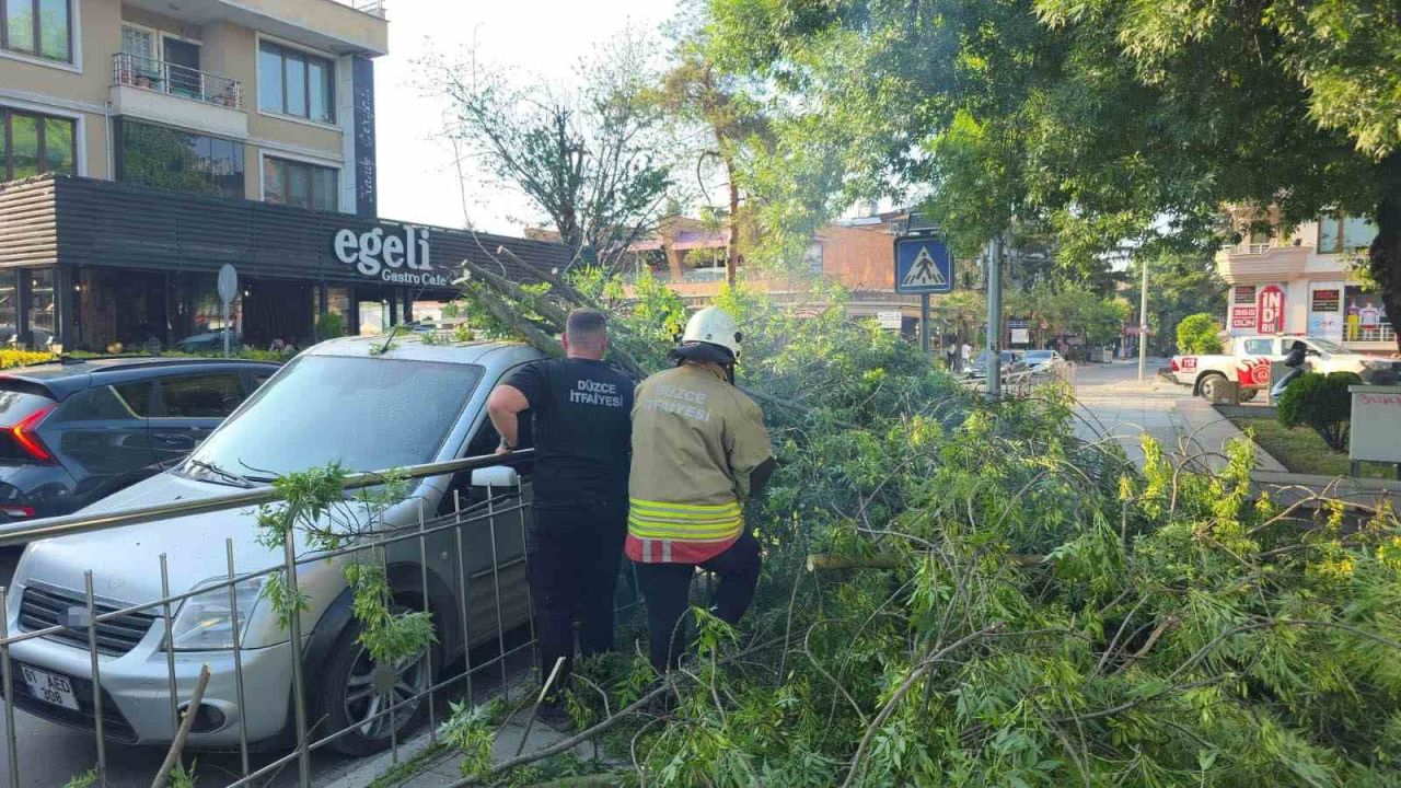 Düzce’de üzerine ağaç devrilen araca "hatalı park" cezası