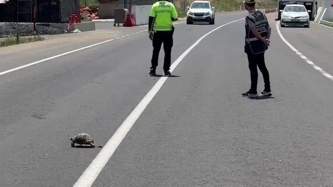 Hınıs’ta yürekleri ısıtan görüntü: Polis memuru kaplumbağa için trafiği durdurdu