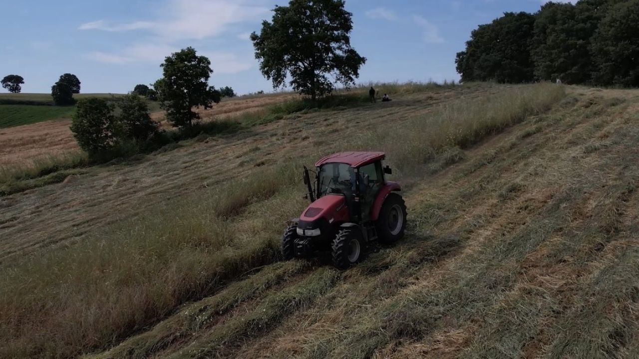 Kocaeli’de süt otu çiftçiye can suyu oldu