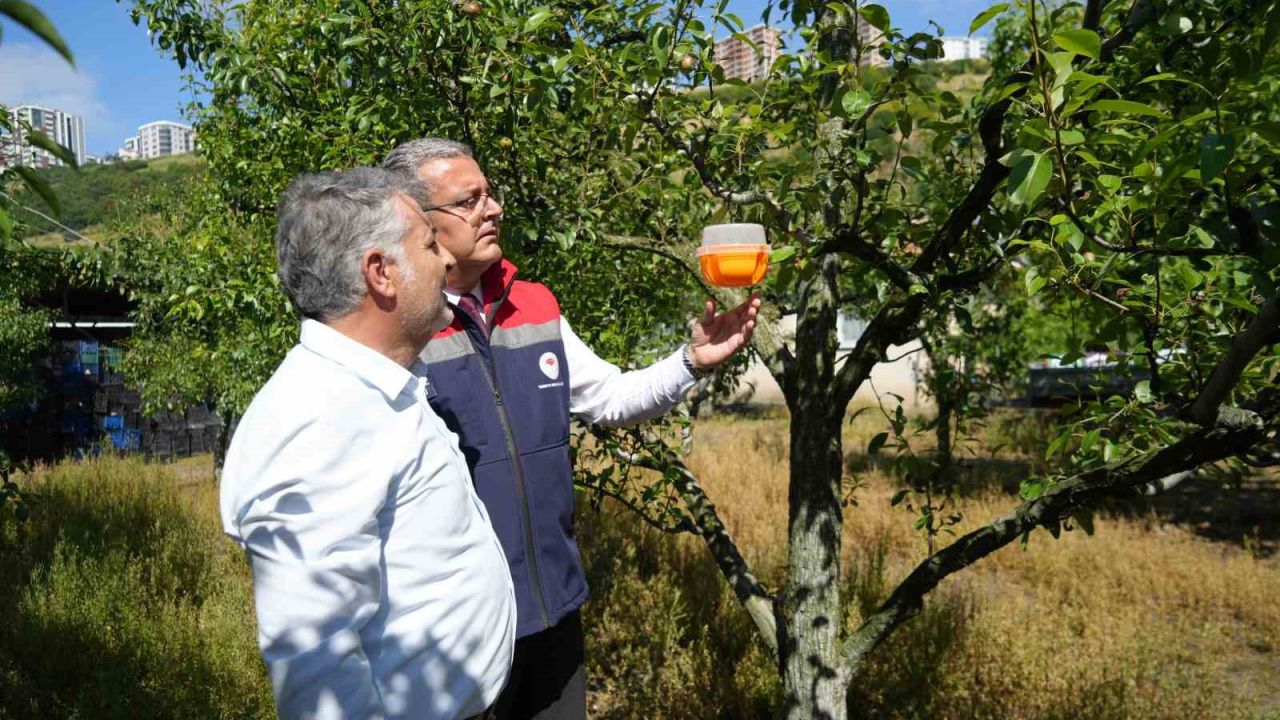 Meyvelerin en büyük düşmanına Samsun’da savaş açıldı