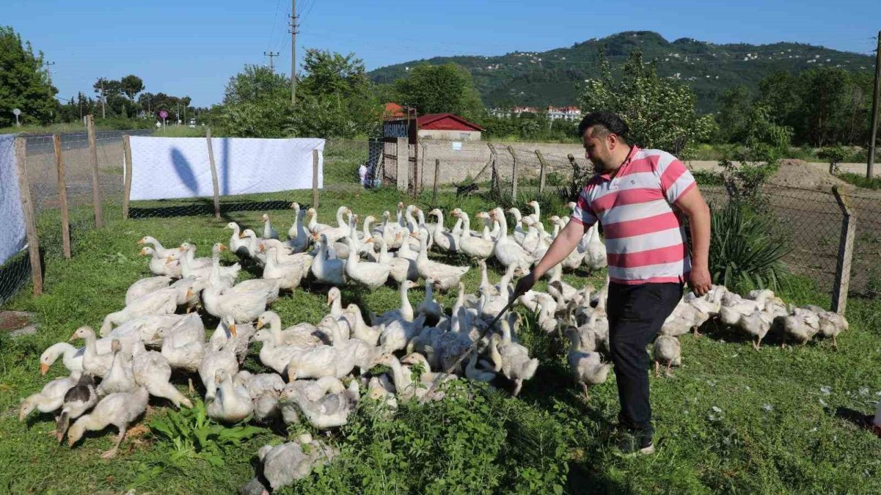 Ordu’da kaz bereketi: 20 ile başladı, 220’ye çıktı