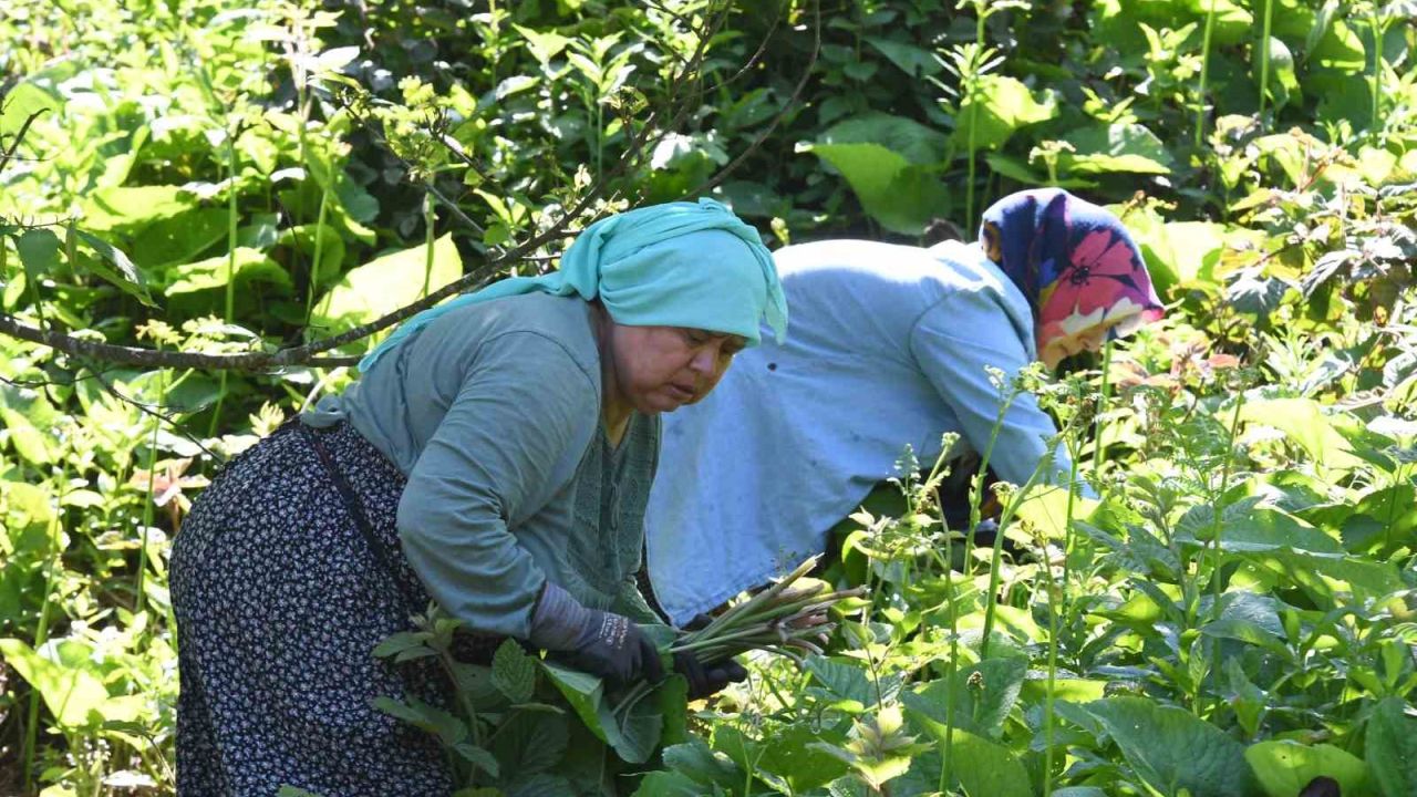 Ormanların gizli hazinesi: Kaldirik otu toplama mesaisi başladı