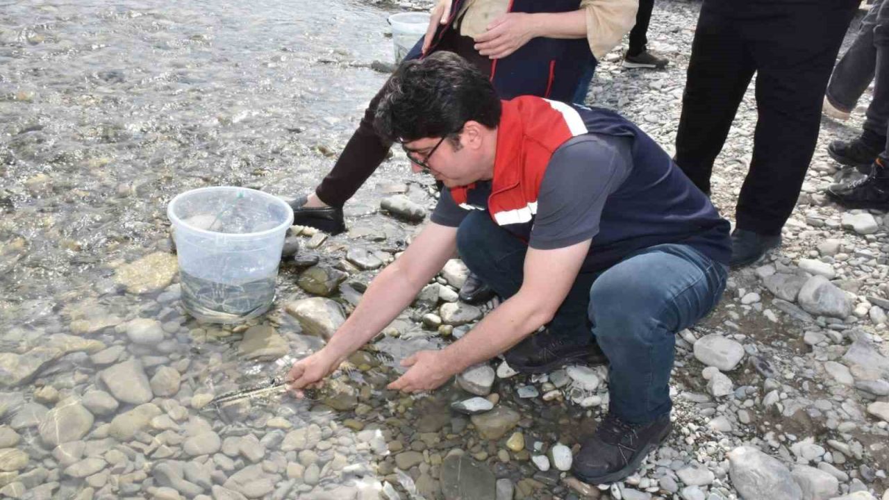 Sinop’ta 2 bin 500 mersin balığı denize salındı