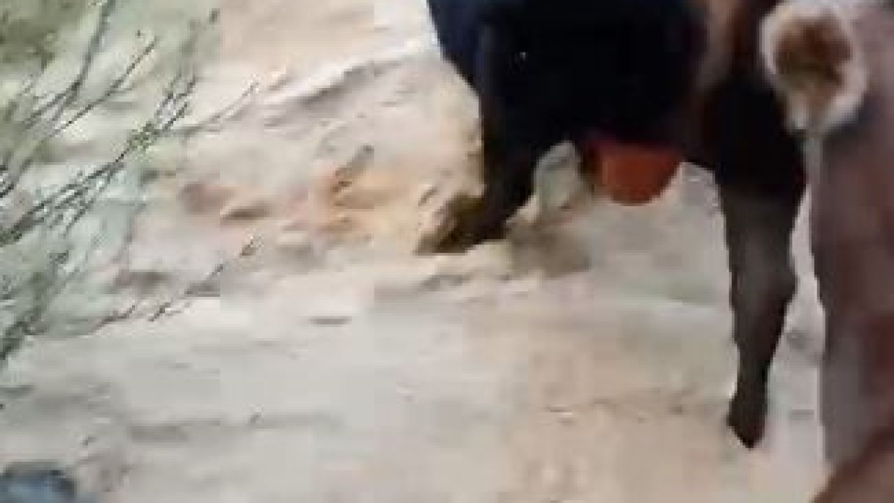 Yusufeli’nde taşan dereden geçen büyükbaş hayvanlar kamerada