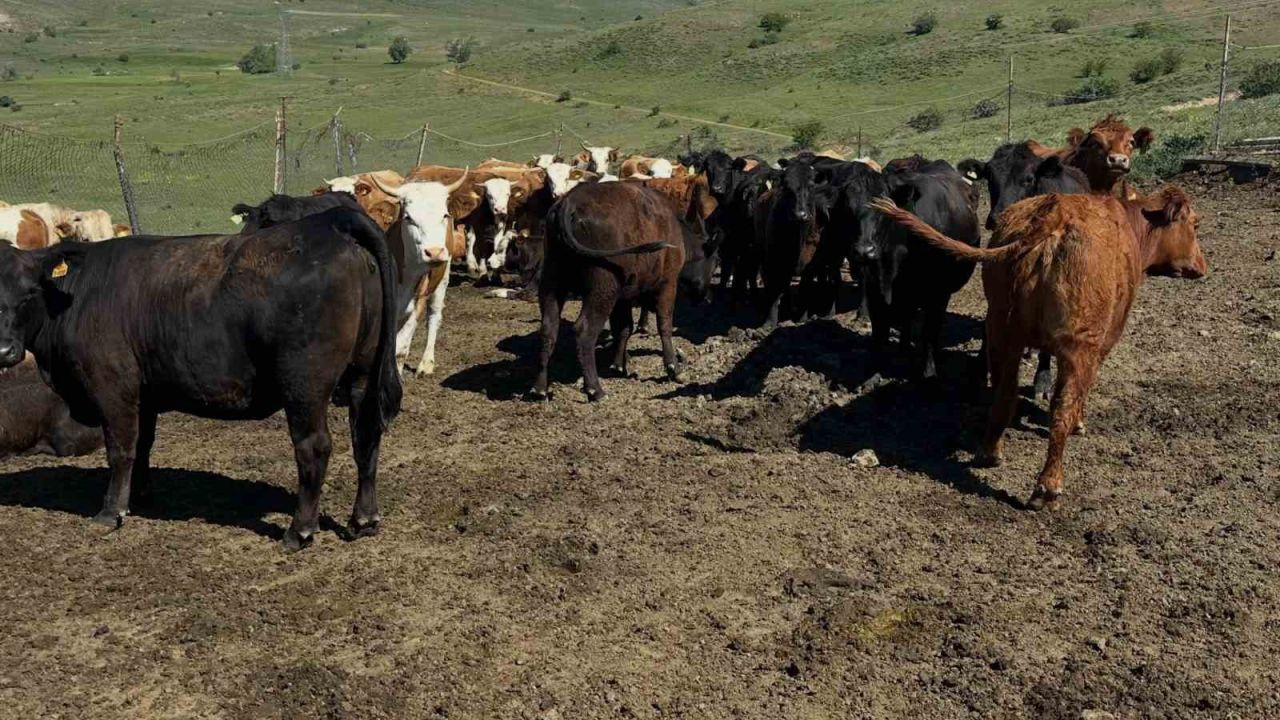 Aydıntepe’de ithal besilik sığırlarda karantina ve sağlık kontrolleri yapılıyor