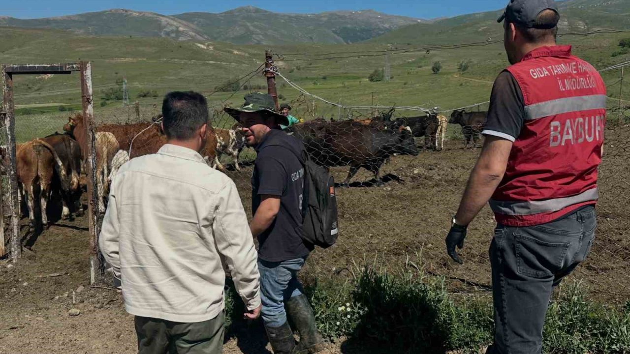 Aydıntepe’de üreticiye 15 ithal angus düve teslim edildi