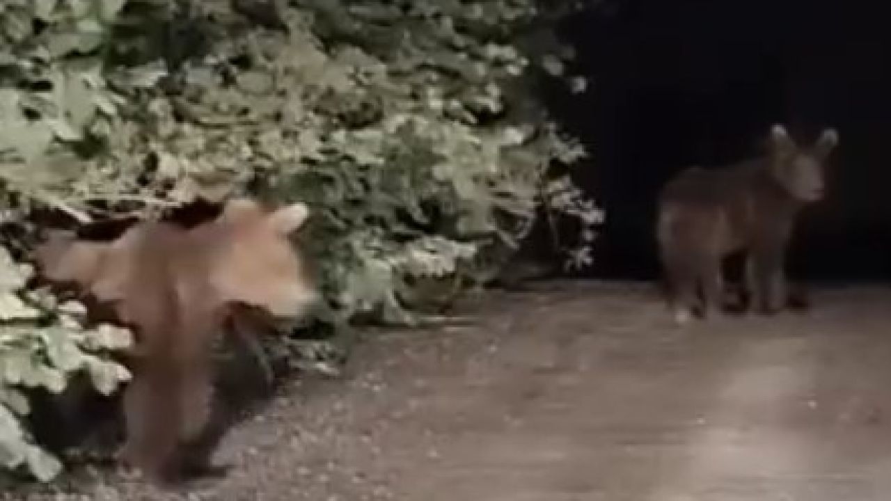Gece yarısı ayılarla karşılaşan vatandaşlar panik yaşadı: O anlar kamerada