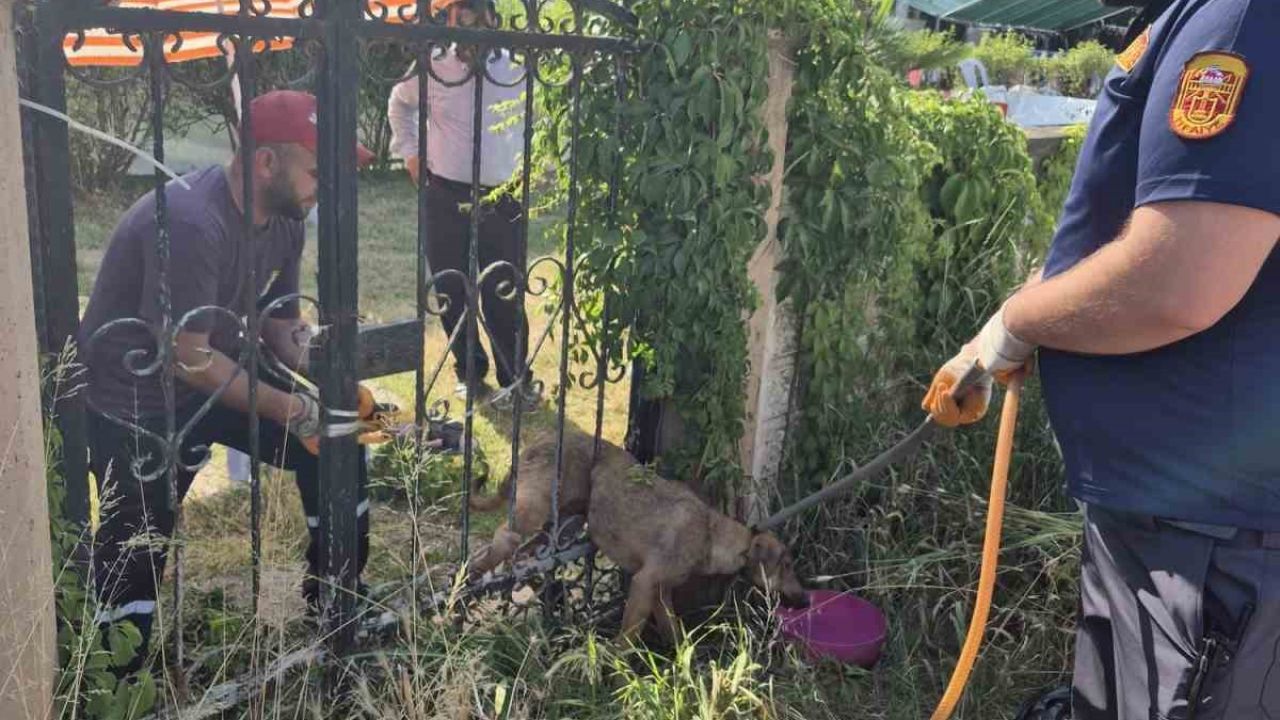Parmaklıklara sıkışan köpek kurtarıldı
