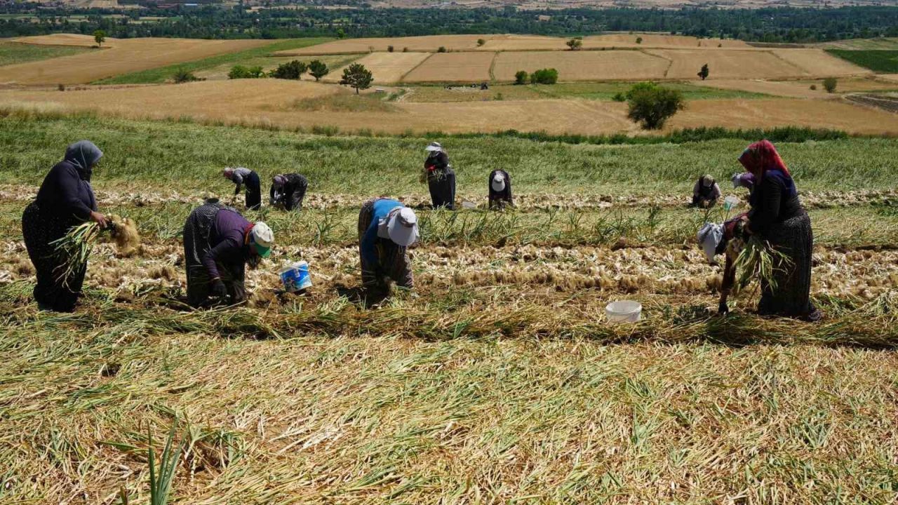 Sarımsak tarlalarının kadın emekçileri: Sıcak altında tüm gün çalışıyorlar