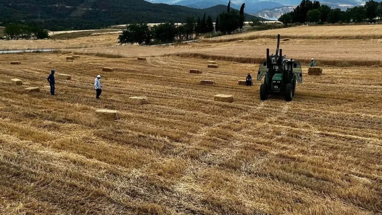 Sinop’ta yılın ilk buğdayları hasat edildi